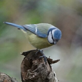 blaumeise-29574