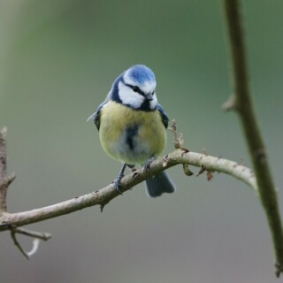 blaumeise-31117