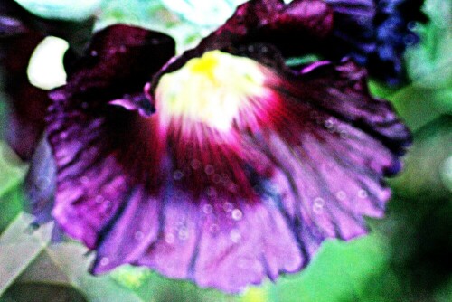 blute-einer-gewohnlichen-stockrose-alcea-rosea-l-21083.jpeg
