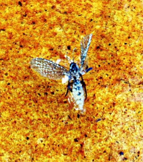 bluten-trips-thysanoptera-20013.jpeg