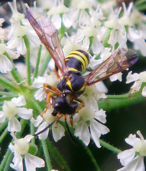 braunwurz-blattwespe-tenthredo-scrophulariae-11789.jpeg
