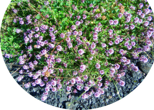 breitblattriger-thymian-thymus-pulegioides-l-12679.jpeg