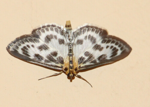 brennnesselzunsler-eurrhypara-hortulata-l-1758-14109.jpeg