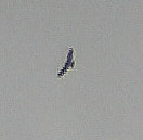 bussard-2-buteo-buteo-l-1758-11590.jpeg