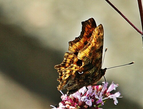 c-falter-polygonia-c-album-l-1-19357.jpeg