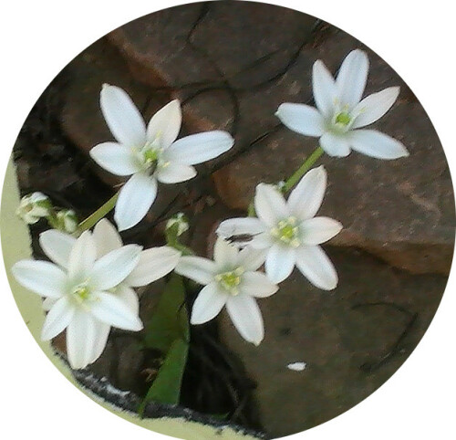 dolden-milchstern-ornithogalum-umbellatum-l-12416.jpeg