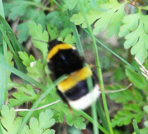 dunkle-erdhummel-bombus-terres-20615.jpeg