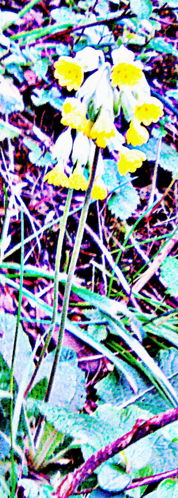 echte-schlusselblume-primula-veris-l-31100.jpeg