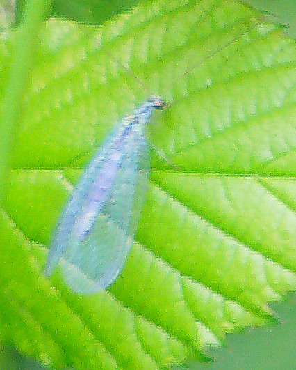eintagsfliege-chrysopa-perla-l-1758-10861.jpeg