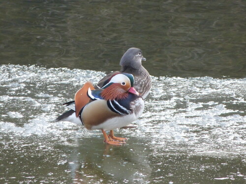 enten-auf-eis-18428.jpeg