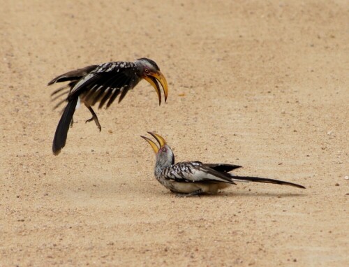 fighting-hornbills-7886.jpeg
