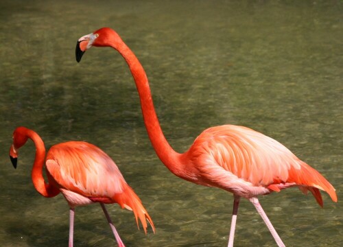 flamingo-30.jpeg