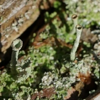 flechtenthallus-26172