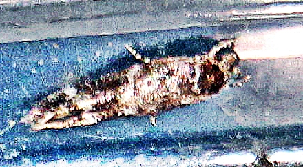 fransenmotte-mompha-subbistrigella-haworth-1828-19905.jpeg
