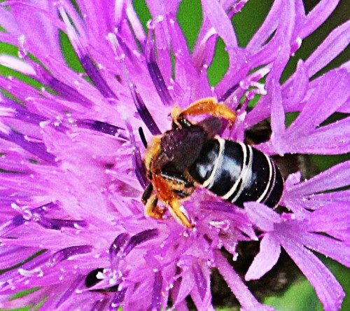 furchenbiene-halictus-vielleic-19323.jpeg