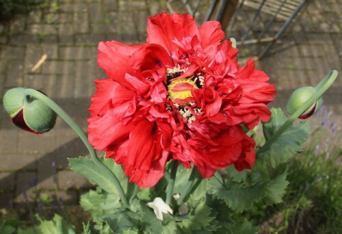 garten-schlafmohn-papaver-somniferum-l-gefullt-17412.jpeg