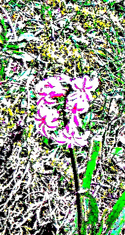 gartenhyazinthe-hyacinthus-orientalis-l-31075.jpeg