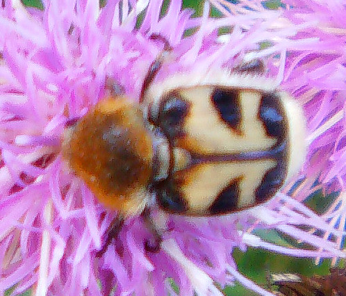 gebanderter-pinselkafer-trichius-fasciatus-l-1758-11422.jpeg