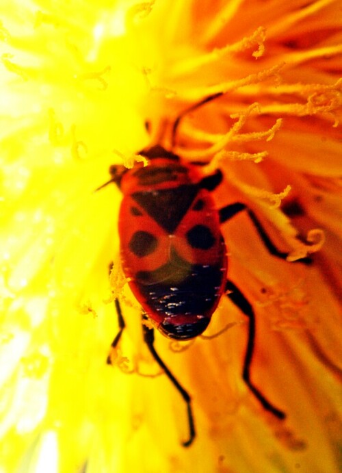 gemeine-feuerwanze-pyrrhocoris-20680.jpeg