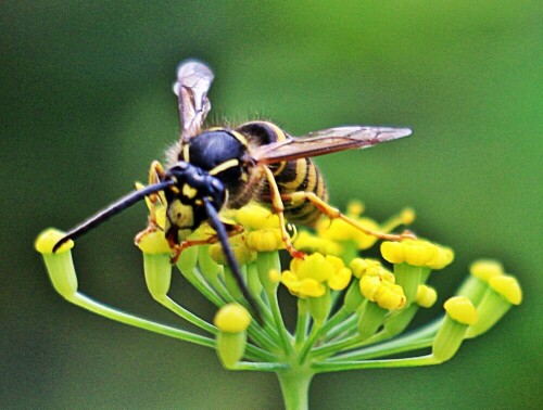 gemeine-wespe-vespula-vulgaris-19299.jpeg