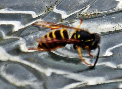 gemeine-wespe-vespula-vulgaris-l-1758-19413.jpeg