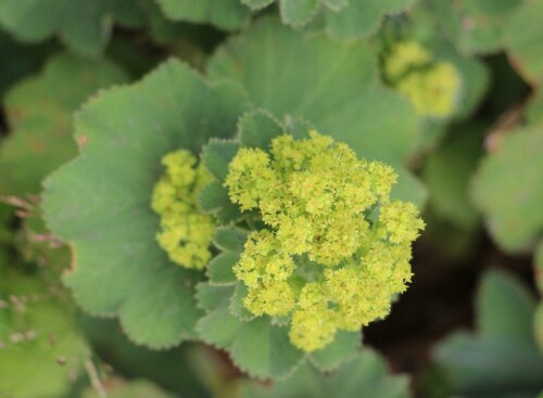 gewohnlicher-frauenmantel-alchemilla-vulgaris-l-14346.jpeg