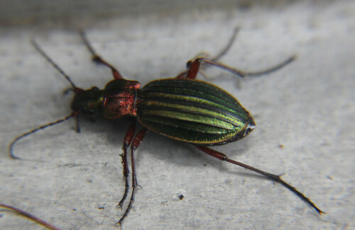 goldglanzender-laufkafer-carabus-auronitens-f-1792-16875.jpeg