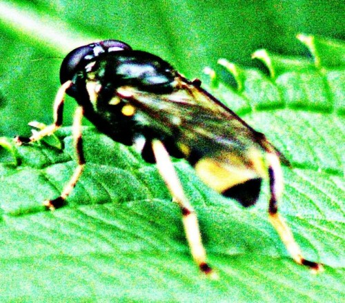 goldhaar-langbauchschwebfliege-29077.jpeg