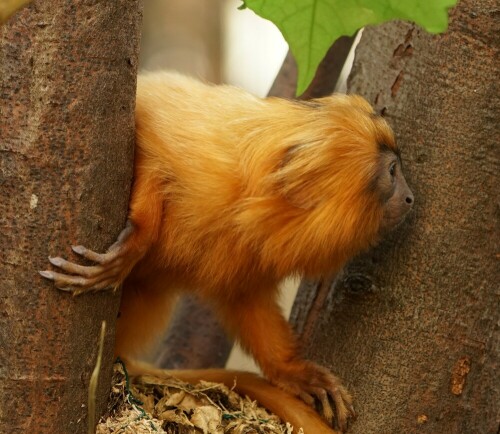Aufnameort: Kölner Zoo
Kamera: Sony Alpha 7/II