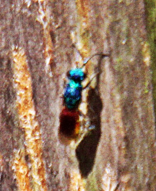 goldwespe-chrysis-inaequalis-dahlbom-1845-19355.jpeg