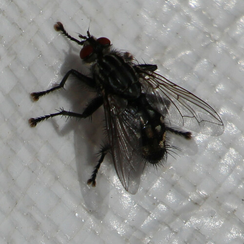 graue-fleischfliege-sarcophaga-carnaria-l-1758-14010.jpeg