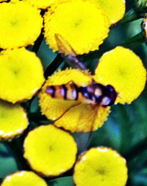 hainschwebfliege-episyrphus-ba-19370.jpeg