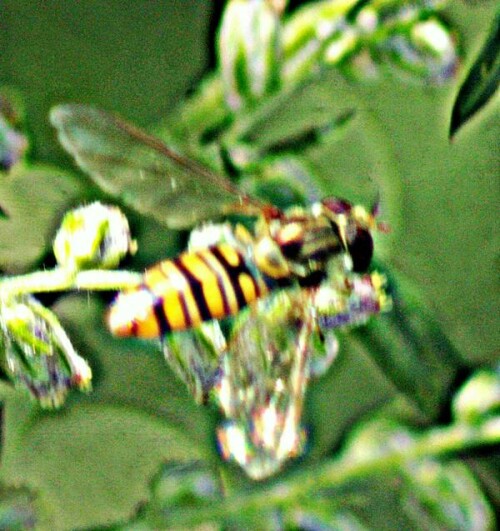 hainschwebfliege-episyrphus-balteatus-de-geer-1776-29329.jpeg