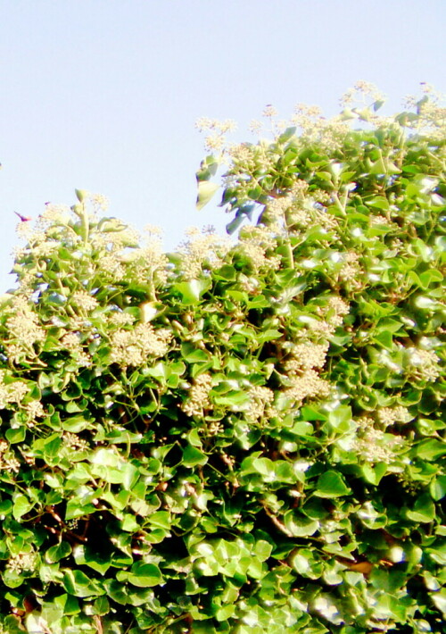 hecke-aus-efeu-hedera-helix-l-27619.jpeg