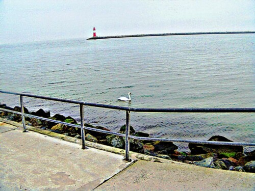 hockerschwan-cygnus-olor-s-g-g-31162.jpeg