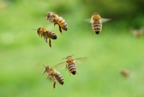 honigbienen-im-flug-13834.jpeg