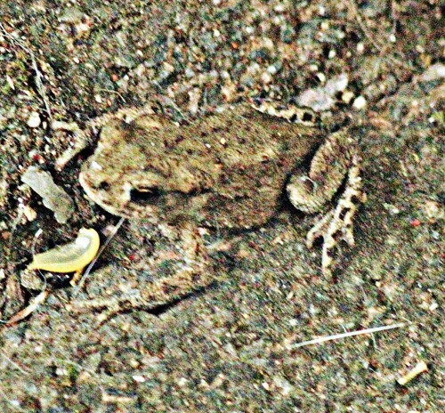 junge-erdkrote-bufo-bufo-l-1758-unterwegs-29303.jpeg