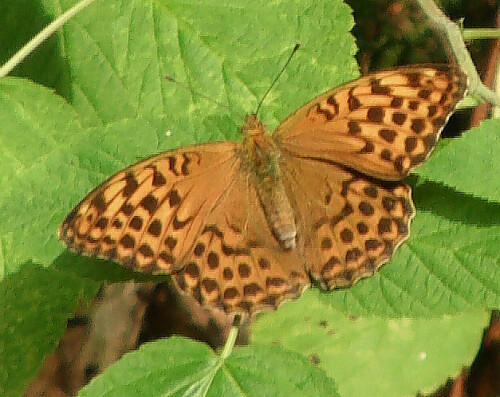 kaisermantel-argynnis-paphia-l-1758-11427.jpeg
