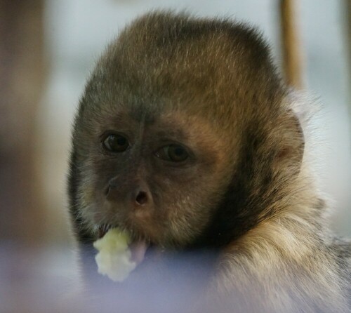 Aufnameort: Kölner Zoo
Kamera: Sony Alpha 7/II