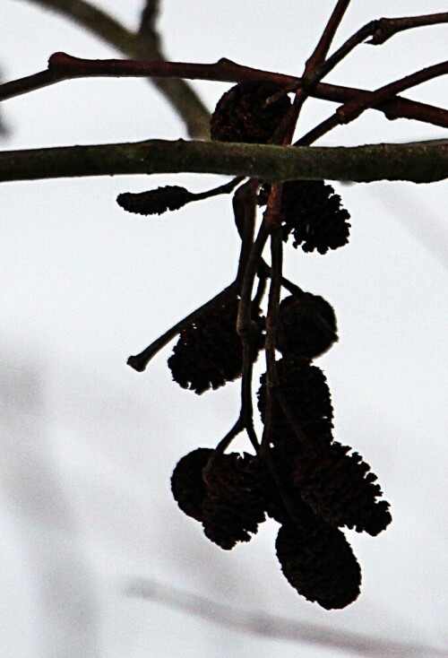 katzchen-einer-schwarzerle-alnus-glutinosa-mill-20417.jpeg