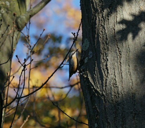 Aufnameort: Faulbach Köln Buchheim
Kamera: Sony Alpha 7/II