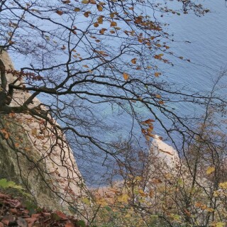 kreidefelsen-am-konigsstuhl-24153