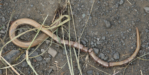 mahdopfer-blindschleiche-anguis-fragilis-l-1758-17497.jpeg