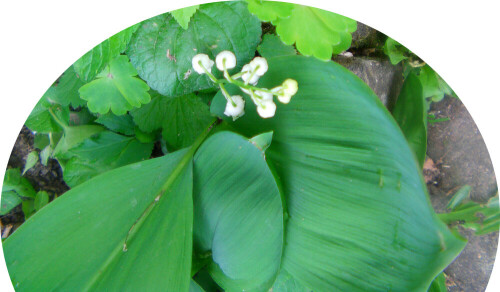 maiglockchen-convallaria-majalis-l-11891.jpeg