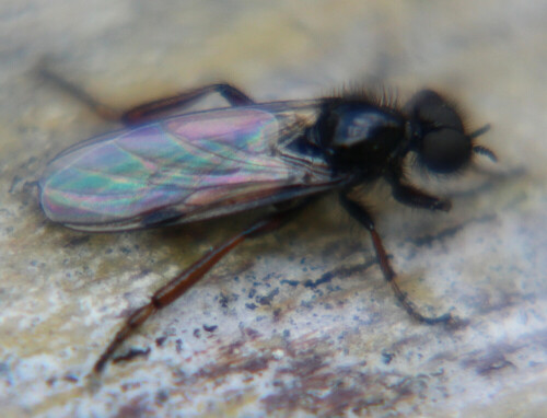 marzfliege-bibio-marci-l-1758-16825.jpeg