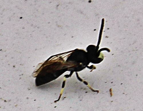 maskenbiene-hylaeus-pectoralis-forster-1871-19450.jpeg