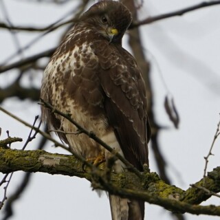 mausebussard-27832