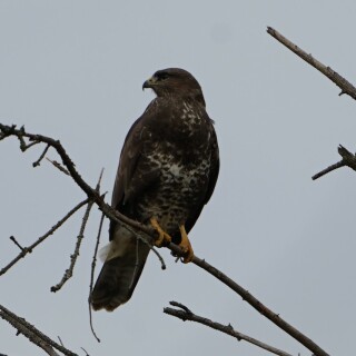 mausebussard-29061