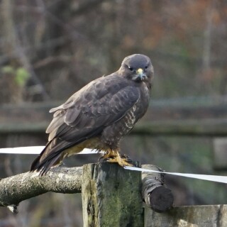 mausebussard-29212