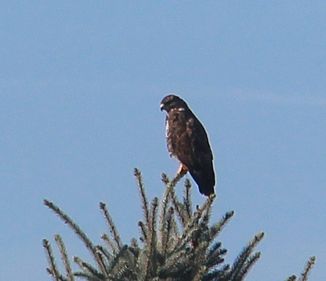 mausebussard-buteo-buteo-l-1758-im-ansitz-17832.jpeg